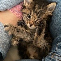 猫は濡れることを嫌うのにu2026お風呂大好きな猫がいた 本当は毎日入浴 