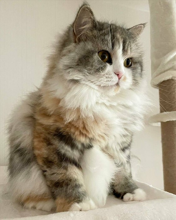 はみ出てるのは毛なんです（提供：ねむろぐさん）