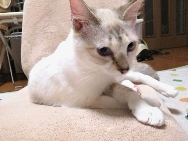 多頭飼育崩壊からレスキューされた子猫 今も残る 心の傷 さえも愛おしい 支える家族の物語 まいどなニュース