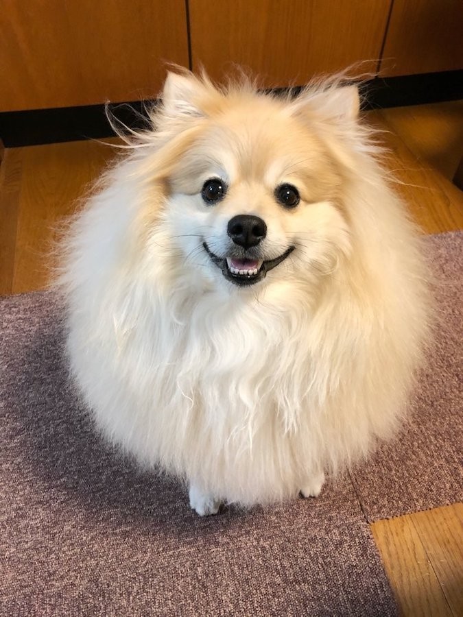犬神さま降臨 ただならぬ巨大さと迫力に イエティ ポメかどうかもあやしい ざわつくネット民 まいどなニュース 犬神さま降臨 ただならぬ巨大さと迫力に イエティ ポメかどうかもあやしい ざわつくネット民 まいどなニュース