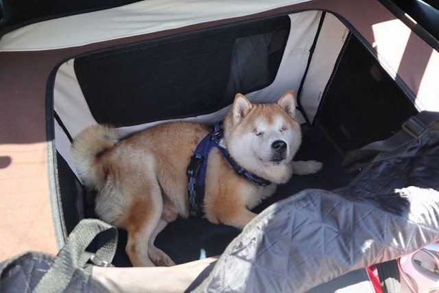 手放したい 飼って後悔 柴犬を検索した結果に驚き 手がかかるのは数年 簡単に捨てるとか言わないで 柴飼いさんが伝えたいこと まいどなニュース