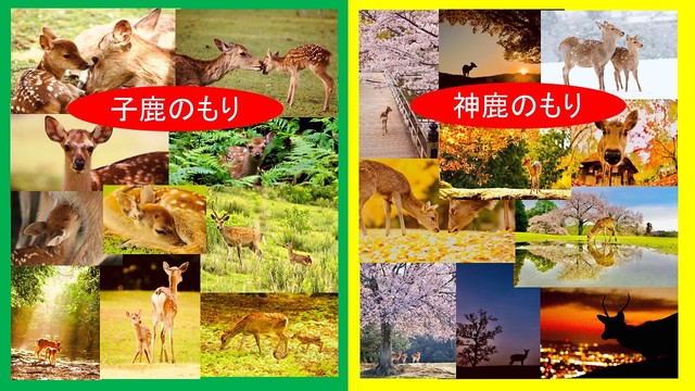 愛らしい奈良の鹿ポストカードできました Snsでも人気のアマ写真家が販売 収益は保護活動に まいどなニュース