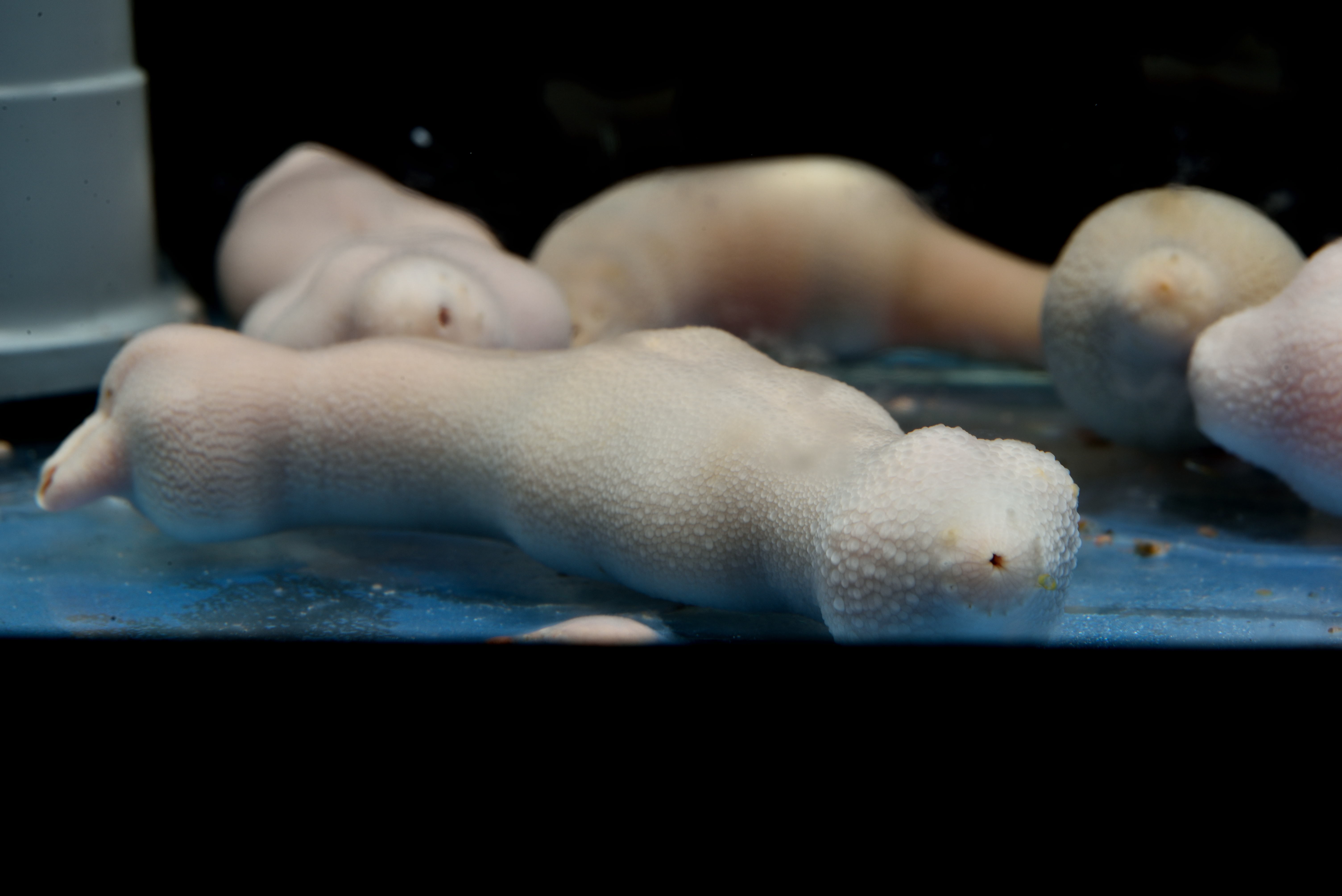 寿司とネタの魚たちを同時展示 タブー破った水族館の熱量が半端ない まいどなニュース