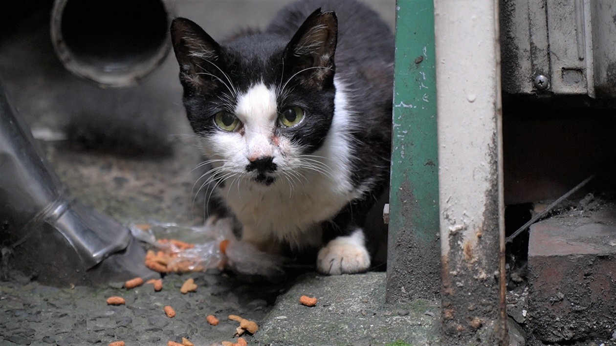 かわいがってくれて ありがとう 大都会の片隅で生きた地域猫の死 街の人たちへ伝える 張り紙 が胸に迫る まいどなニュース かわいがってくれて ありがとう 大都会の片隅で生きた地域猫の死 街の人たちへ伝える 張り紙 が胸に迫る まいどなニュース