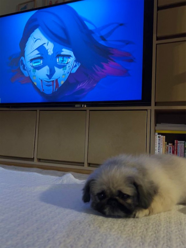 鬼滅 怖いっ 無限列車 眠り鬼 の 魘夢 シーンに背を向ける犬にワロタ ワンちゃんもお眠りぃ まいどなニュース