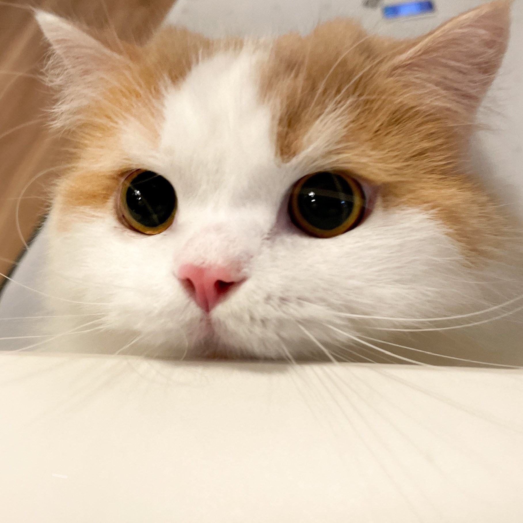 タンスに 隠れておどかしてくる 猫にキュン こんな可愛いおどかしなら大歓迎 おててが まいどなニュース タンスに 隠れておどかしてくる 猫にキュン こんな可愛いおどかしなら大歓迎 おててが まいどなニュース