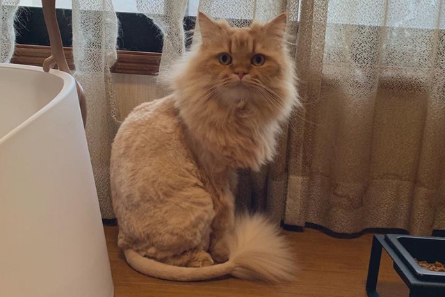 どうした その髪型 驚愕ヘアースタイルの猫さん写真に 明治の軍人 サリーちゃんのパパ と大喜利大会 まいどなニュース