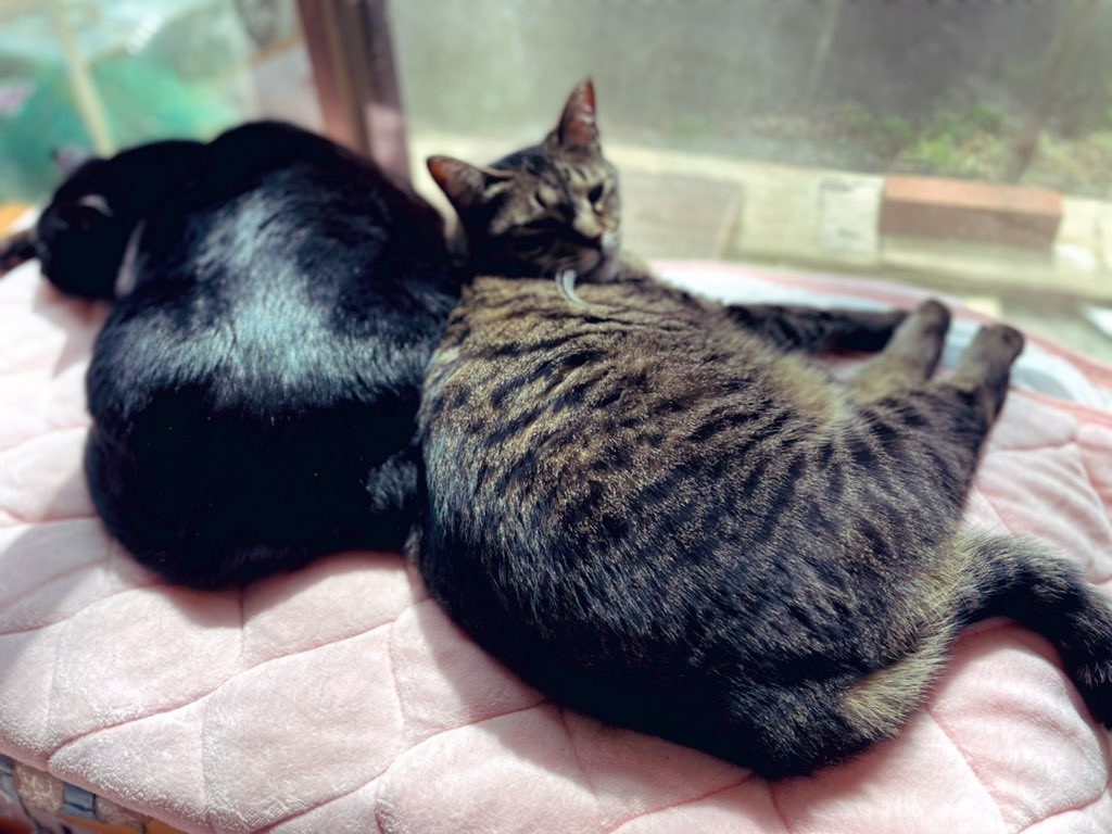 黒猫は招き猫！自らトートバッグに入ってきた猫は、家族にたくさんの 