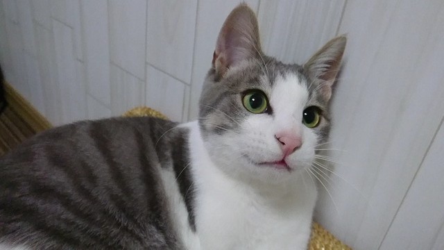 どっしりとした大きな猫になった