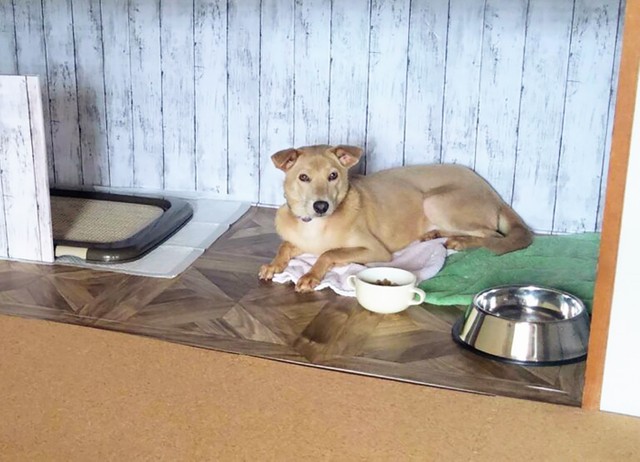 ドライヤーの音にも震え上がっていた保護犬 新しい飼い主に愛情を注いでもらい 今ではヘソ天するまでに まいどなニュース