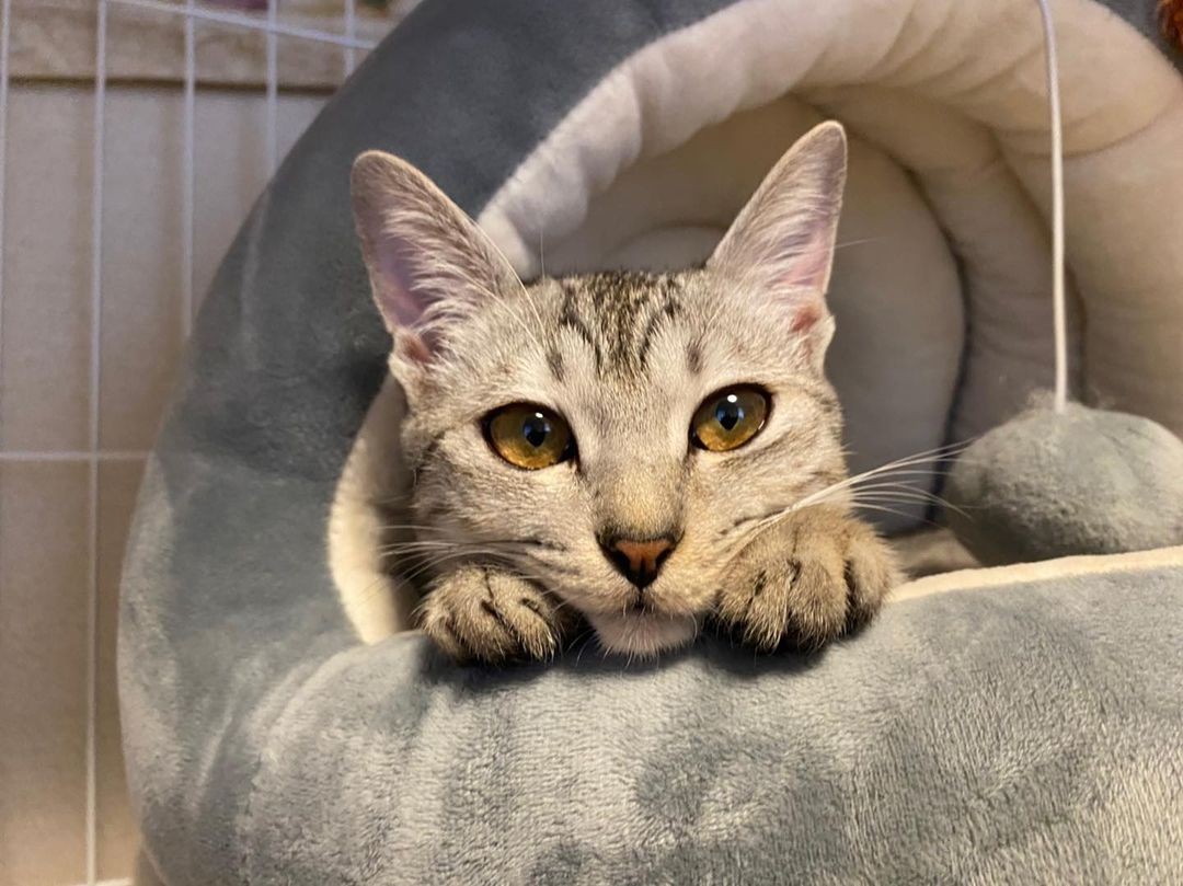 なぁ この猫ちゃん見て コロナ禍でペット禁止の親がゆるんだ 小さくて折れそう だった子猫に皆メロメロ まいどなニュース