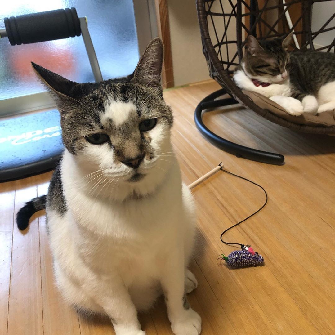 大雨のなか公園で鳴いていた子猫を保護 甘えん坊でかまってちゃん猫に 