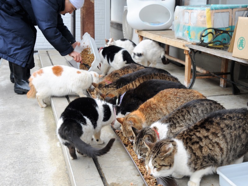えさを食べる御誕生寺の猫たち