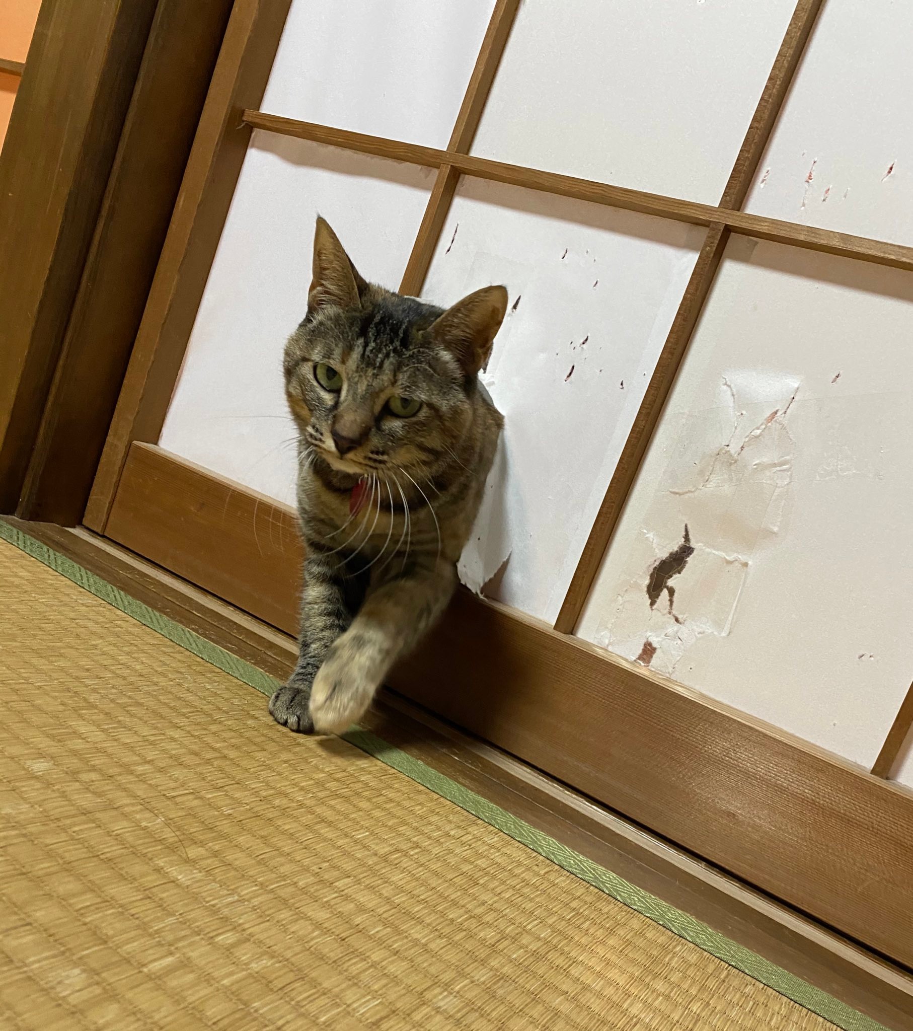 侵入成功 障子やぶりの猫に大喜利コメント殺到 何処でもドア 猫に障子 してやったりの顔 まいどなニュース