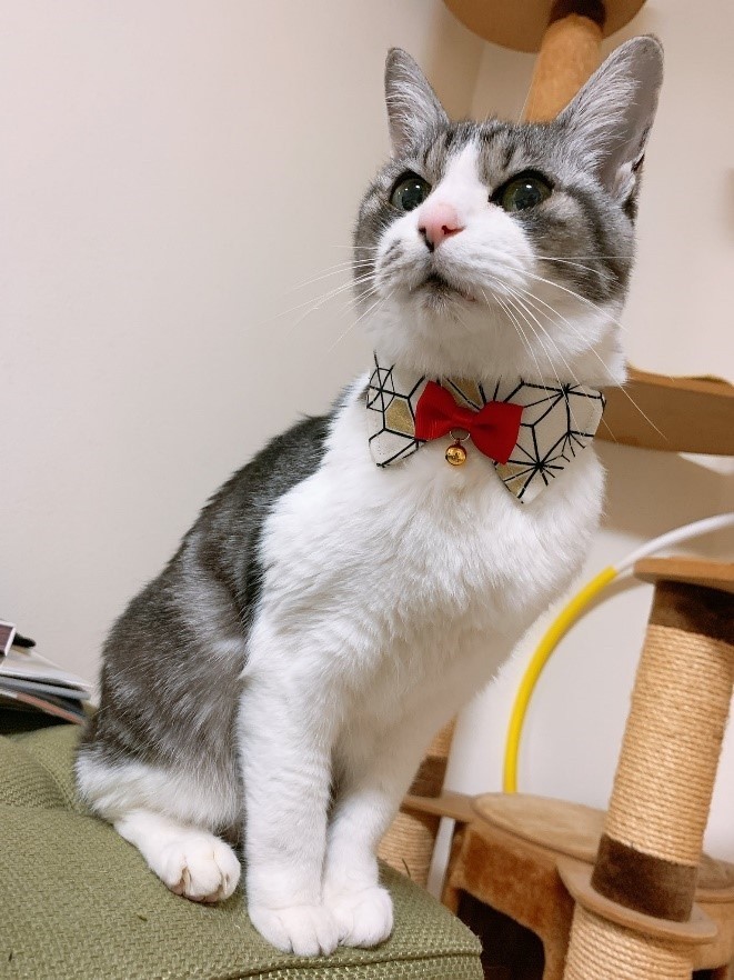 うちの子にも贈りたい 19歳の愛猫のためにdiyした 老猫用スロープ 足腰が弱ってもキャットタワーに快適アクセス まいどなニュース うちの子にも贈りたい 19歳の愛猫のためにdiyした 老猫用スロープ 足腰が弱ってもキャットタワーに快適アクセス まいどなニュース