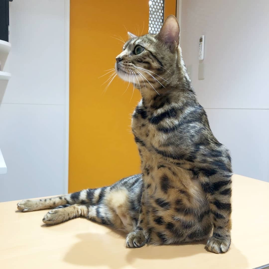 九死に一生 マンション4階から転落した猫 複雑な手術が必要だったが 支援の輪が広がった まいどなニュース