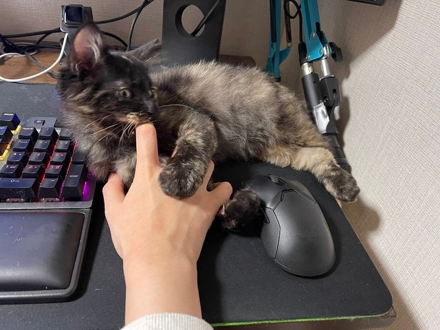 どうやって筋トレしろと 腹筋を妨害する猫さんに困惑 ニャントレ オレ達を超えてゆけ まいどなニュース