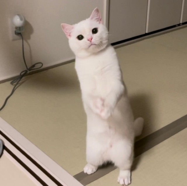 やんのか 猫さんがまさかの敵にファイティングポーズで応戦 つ 強そう 勝てる気がしない 笑 まいどなニュース やんのか 猫さんがまさかの敵にファイティングポーズで応戦 つ 強そう 勝てる気がしない 笑 まいどなニュース