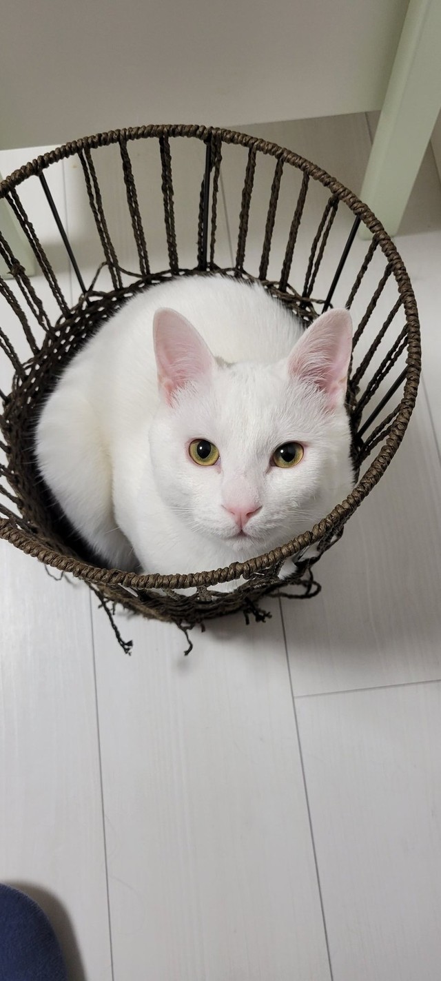 カゴの中で可愛く丸まる猫 突然 ムキッと屈強な姿に ビフォーアフターに万人が爆笑 表情も強そう まいどなニュース