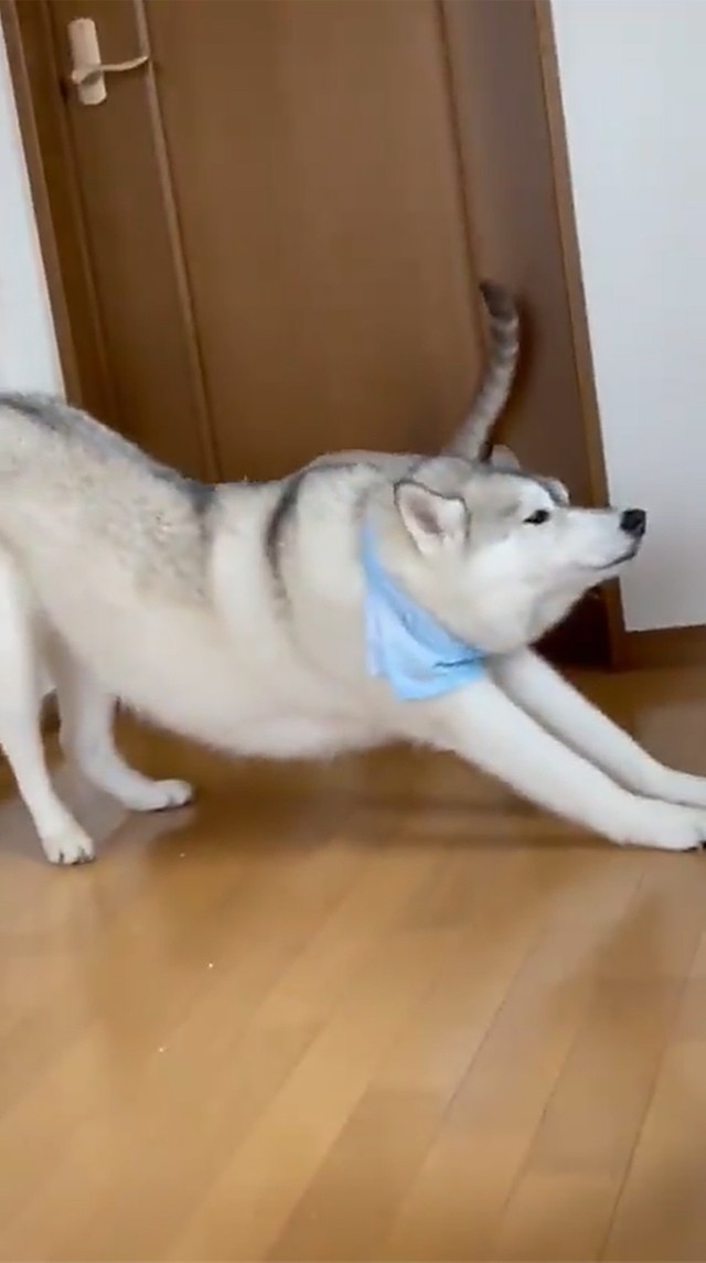 寝ていただけなのに ハスキー犬を襲った理不尽な猫パンチ その後のワンちゃんの 大人な対応 も話題に まいどなニュース