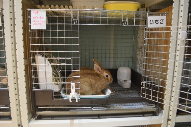 保護うさぎ を知っていますか 粗末に扱われる小さな命 正しい知識を学んでほしい まいどなニュース