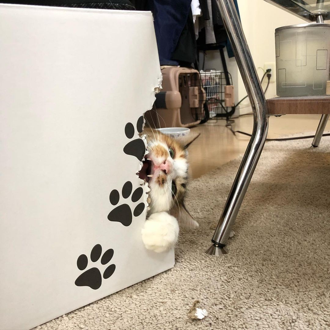 鈴のような美声で鳴いていたので 敬意を込めて名前は 美鈴さん に 成猫と少しずつ距離を縮める日々 まいどなニュース