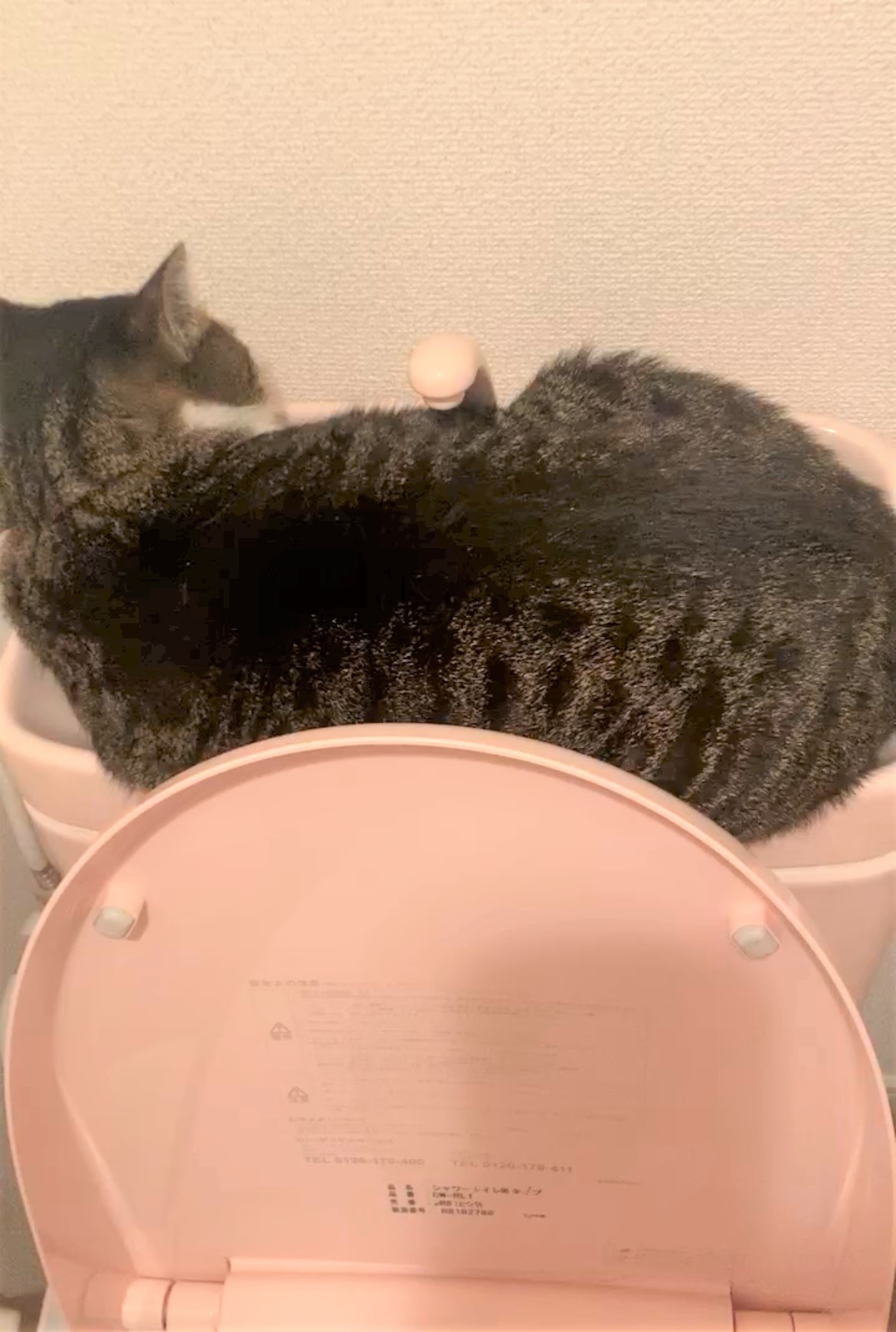 安心してください 私がこの子を幸せにします 母猫と交わした約束守り9年 元気いっぱい くうくんのお話 まいどなニュース