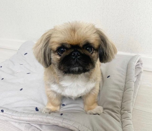 鬼滅 怖いっ 無限列車 眠り鬼 の 魘夢 シーンに背を向ける犬にワロタ ワンちゃんもお眠りぃ まいどなニュース