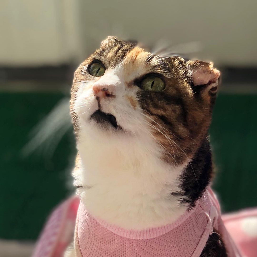 瀕死の重傷を負った三毛猫を保護 「通院記録は12冊」保護主夫婦の懸命 