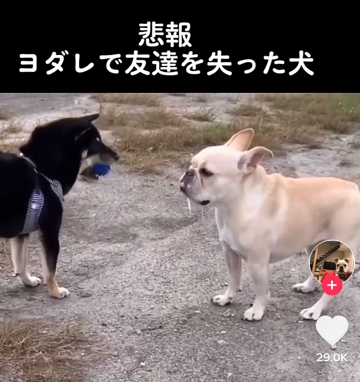 悲報 よだれで友達を失った犬 え ごめん待って 友情にヒビが入った瞬間に かわいくて面白いけど悲しい 何この感情www まいどなニュース