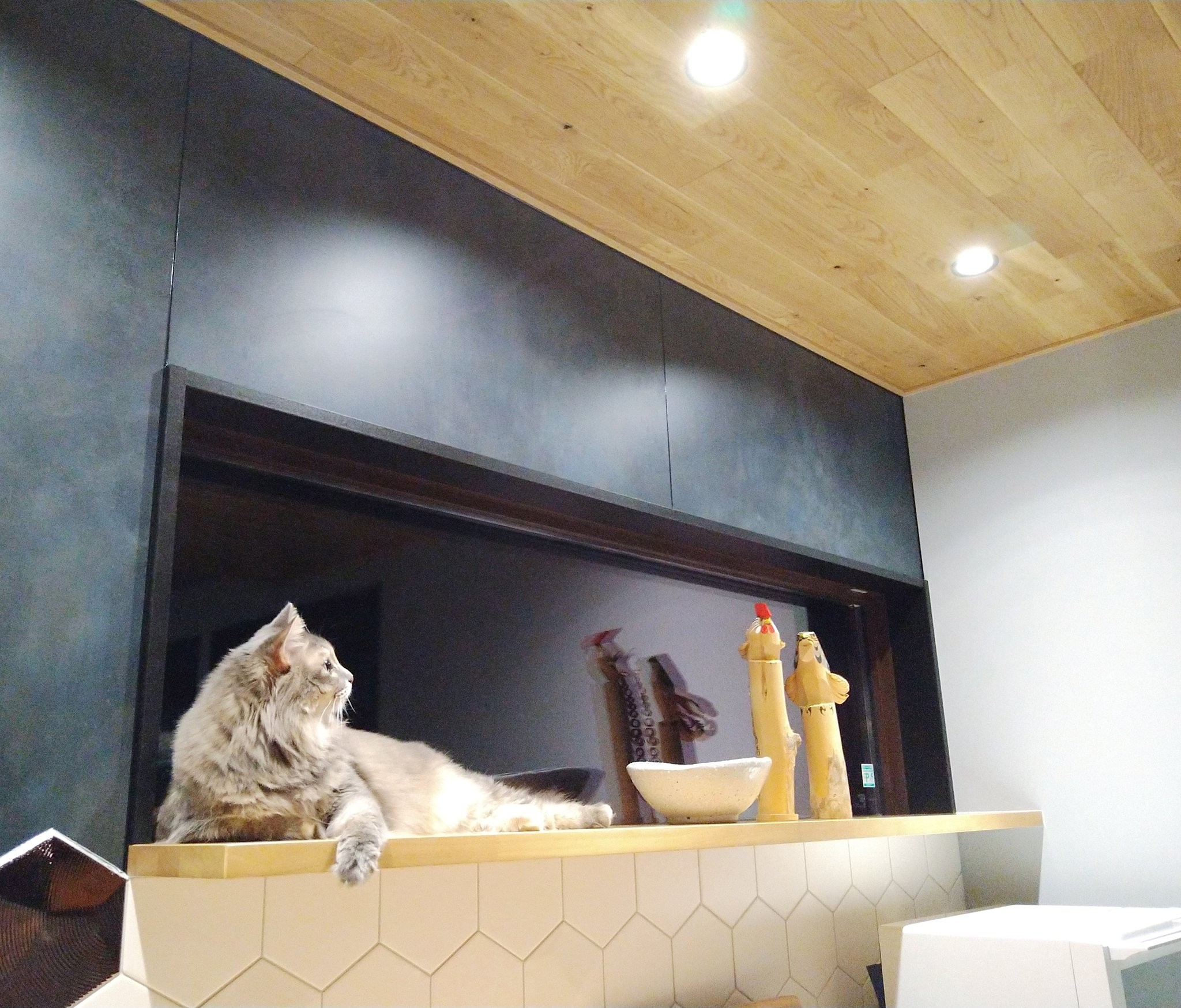 40代独身女性 キャットタワーじゃなくて 家を建ててあげたい 愛猫のためにこだわり尽くした 15坪の平屋 まいどなニュース