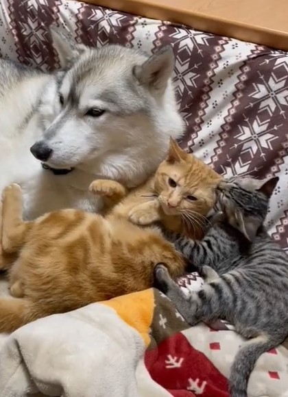 大好きな犬の耳をひたすらなめる子猫が話題 今日もお耳ぺろぺろだね ちゅ る塗ったら離れられないなぁ まいどなニュース 大好きな犬の耳をひたすらなめる子猫が話題 今日もお耳ぺろぺろだね ちゅ る塗ったら離れられないなぁ まいどなニュース