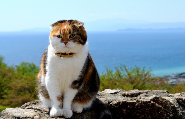 三花猫坚持爬山锻炼 7年来不松懈萌翻全网(视频)