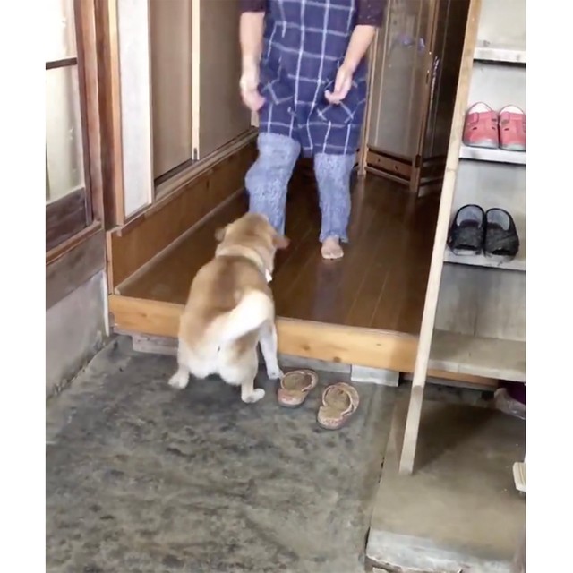 尻尾ブンブン ばぁば ぼく来たよ 柴犬の大好きが伝わる後ろ姿にキュンキュンする まいどなニュース