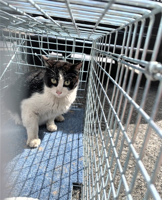 プランターで出産した赤ちゃん猫を保護 「命を救いたい」母猫の代わり 