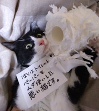 掃除機は絶対許さない会 メンバーの猛抗議が かわええ と話題 三毛猫姉妹が必死の形相 まいどなニュース