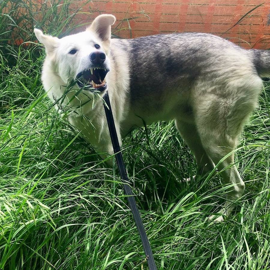 シソが育たないし元気ない ってお前か 意外な犯人の盗み食い動画に 夏バテ防止対策ですね と爆笑 まいどなニュース