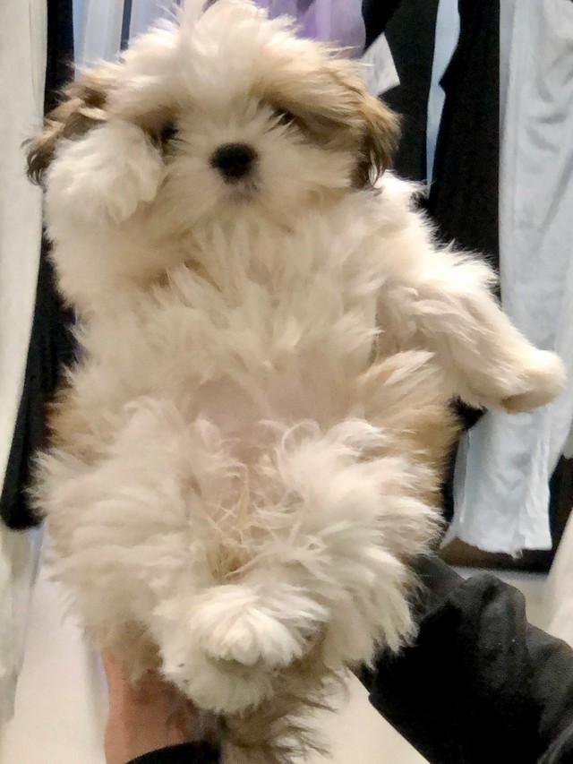 招き犬 ポーズを決めた白い子犬にキュン ご利益ありそう こんなに可愛いのうちにも欲しい まいどなニュース