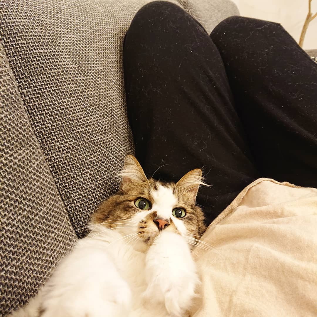 反対していた夫もメロメロに 猫向き の新居に引っ越し そしてモフモフな子猫に出会った まいどなニュース