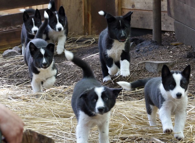 长相可爱却能抗熊 国内首批驱熊犬幼犬公开亮相(视频)