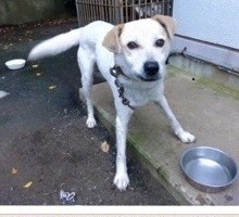 崖の上から救助された 崖っぷち犬 ポニョ君 12回の引っ越しを経て優しい家族と出会う まいどなニュース