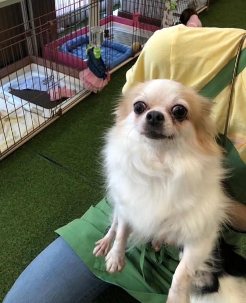 友人の付き添いで訪問した保護施設 繁殖を引退した激やせチワワに一目惚れ いまは着付け教室で看板犬に まいどなニュース