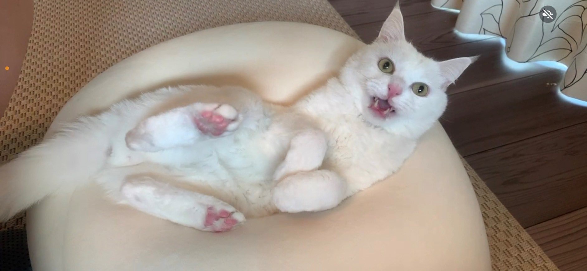 Sattouさんの肩幅じゃん やけに肩幅が広いムキムキ猫さんにネット爆笑 マッチョ 肩幅猫 お バブルの頃の肩パッド まいどなニュース Sattouさんの肩幅じゃん やけに肩幅が広いムキムキ猫さんにネット爆笑 マッチョ 肩幅猫 お バブルの頃の肩パッド まいどなニュース