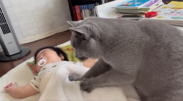 赤ちゃんのお腹をフミフミする猫の動画に27万人が悶絶 その後のがっかり顔に なぜ 優しいタッチだったんだろなぁ まいどなニュース