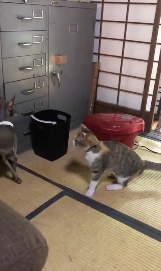 おまえ 猫 じゃないよな 生まれて初めて犬と会った猫 仲良く ハイタッチしたいのに 画像5 まいどなニュース