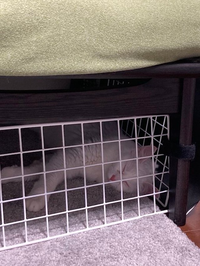 ２時間かけて作ったドアが突破された 猫は液体 忍法すり抜けの術 テレポートしたんか まいどなニュース