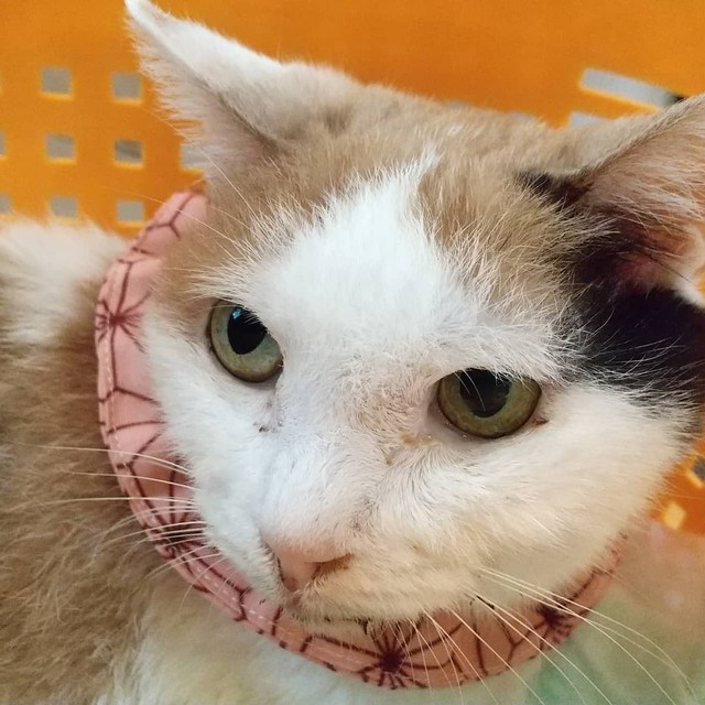 エサを食べていたのは別猫だった、薄汚れた三毛猫を保護 重度の口内炎 