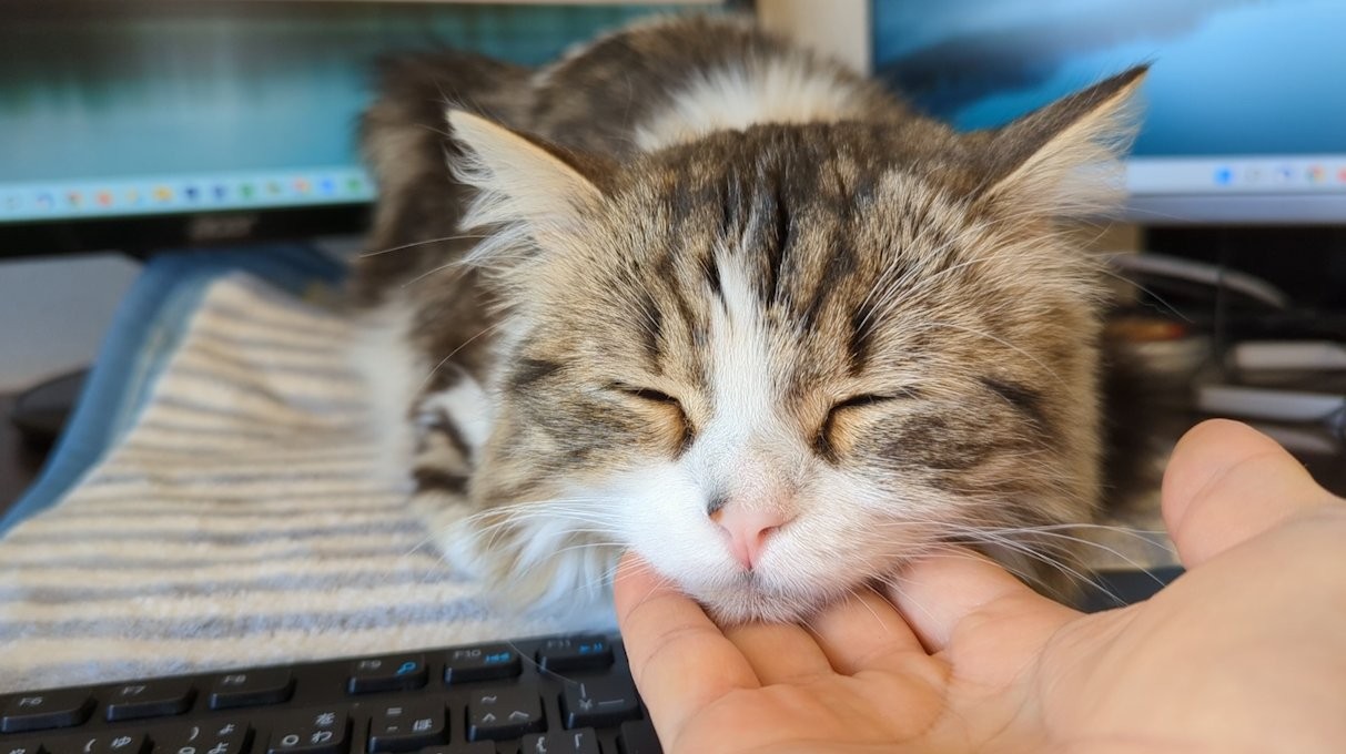 お手の練習をしていたら まさかの猫の行動に14万人が悶絶 可愛すぎてキュン死 人々に平和をもたらす光景っ まいどなニュース