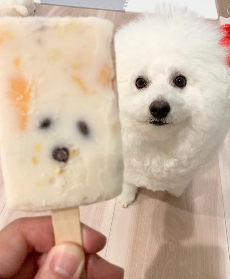 アイスに封印された犬 真夏の可愛い驚きに 奇跡 しかも 泣き顔で と爆笑 まいどなニュース