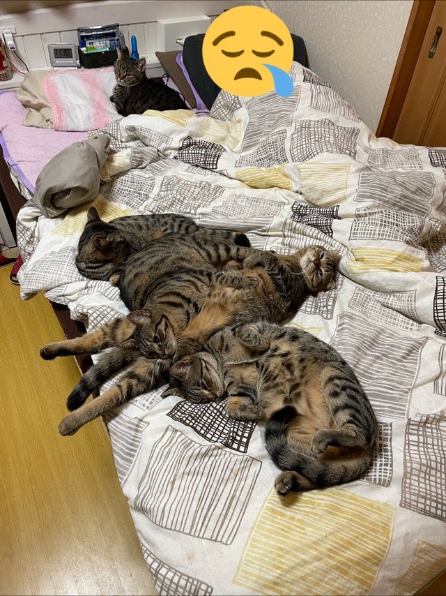 寝場所がない 飼い主嘆きのツイート ベッドを占拠していたのは キジトラ天国 埋もれたい まいどなニュース